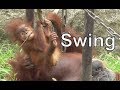 Baby Orangutan POPO 31 - Mom Gave Me a Swing!