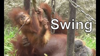 Baby Orangutan POPO 31 - Mom Gave Me a Swing!
