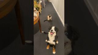Our Bernese Mountain Dog doesn't like to be left out