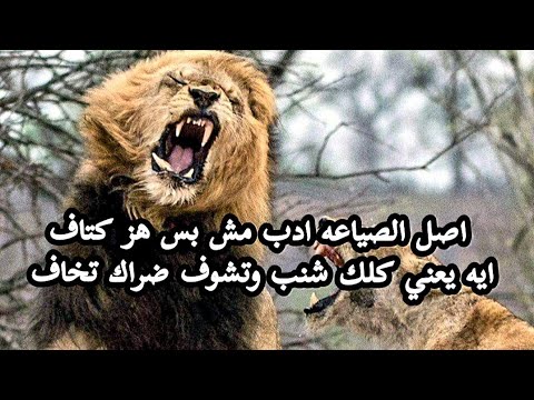 اصل الصياعه ادب مش بس هز كتاف ايه يعني كلك شنب وتشوف ضراك تخاف رائد عادل