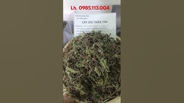 Cây Thuốc Dòi, cây bọ mắm (LH. 0985113004)