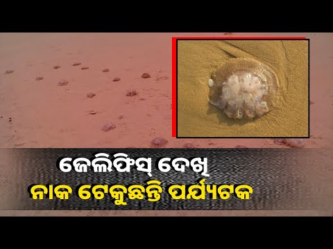 ପୁରୀ ବେଳାଭୂମିରେ ପଡ଼ିରହିଛି ଶହଶହ ସଂଖ୍ୟାରେ ଜେଲିଫିସ୍, ଦୁର୍ଗନ୍ଧରେ ଫାଟି ପଡୁଛି ଅଞ୍ଚଳ