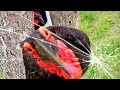 Bird Destroys Its Own Research Camera
