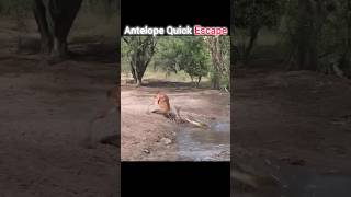 Crocodile Failed #wildlife #animals #shorts