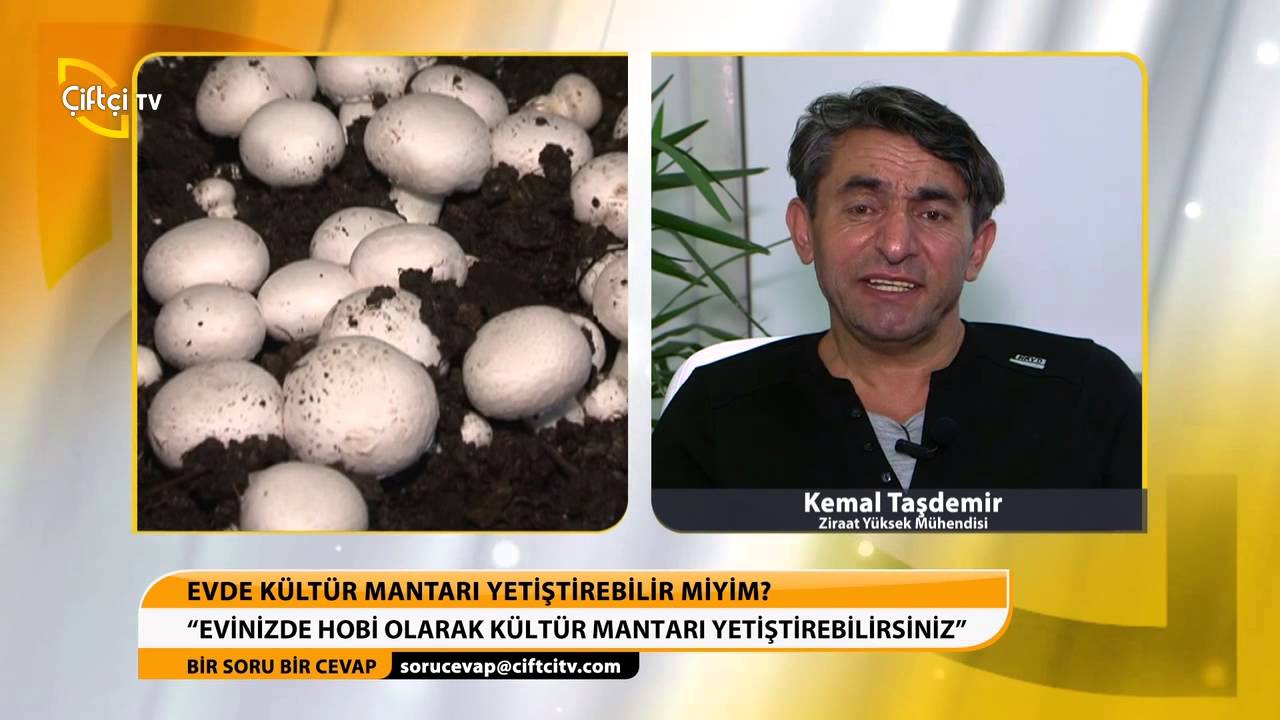 Kültür Mantarının Bozulduğu Nasıl Anlaşılır Kültür Mantarının Bozulduğu Nasıl Anlaşılır