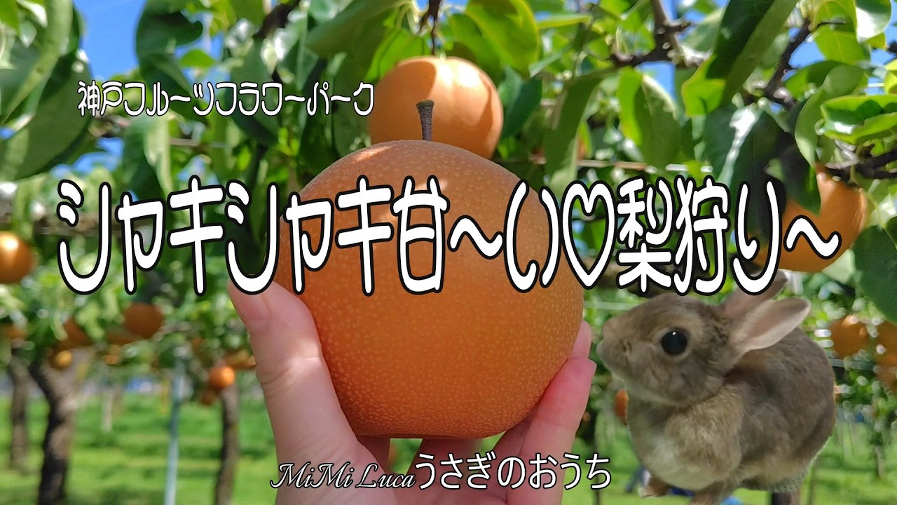 Crispy and Sweet♡ Pear Picking～🐇💕 MiMi Luca Rabbit's House
