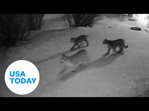 Group of mountain lions seen on camera passing by Colorado residence | USA TODAY