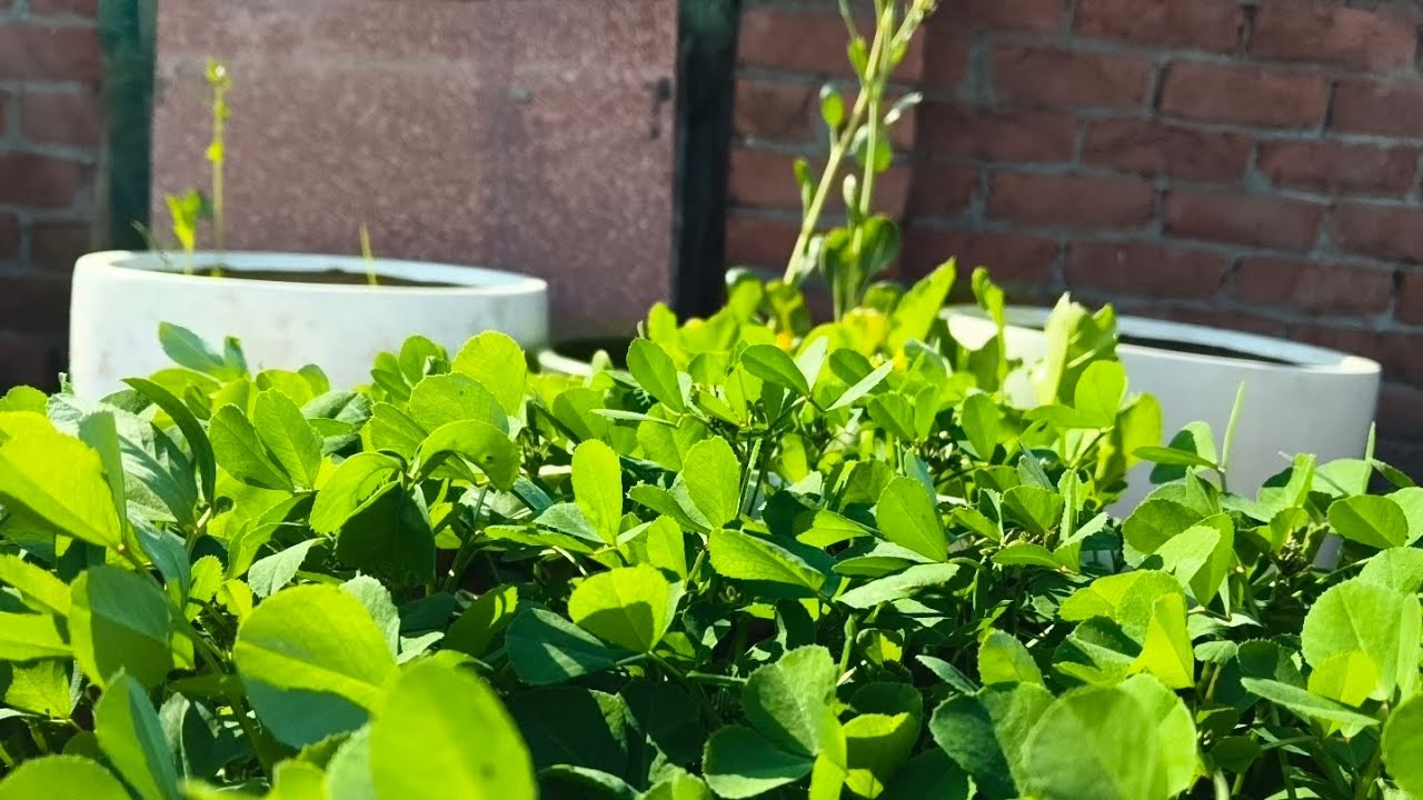 Pata nahi tha dobara bhi iski growth itni achi hogi#renutomarvlogs 