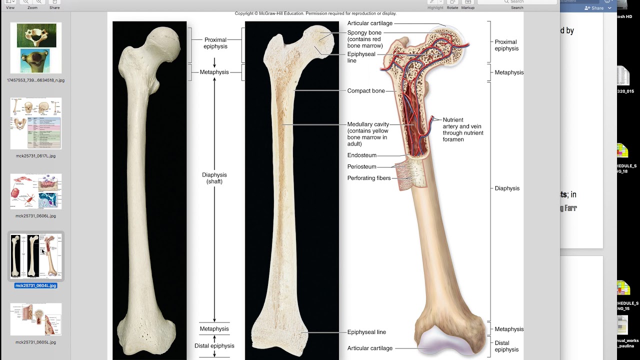 Long bone