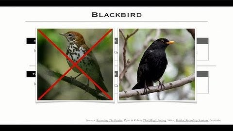 The real bird on "Blackbird"