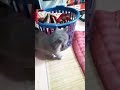 kucing rumahan asik main sendirian