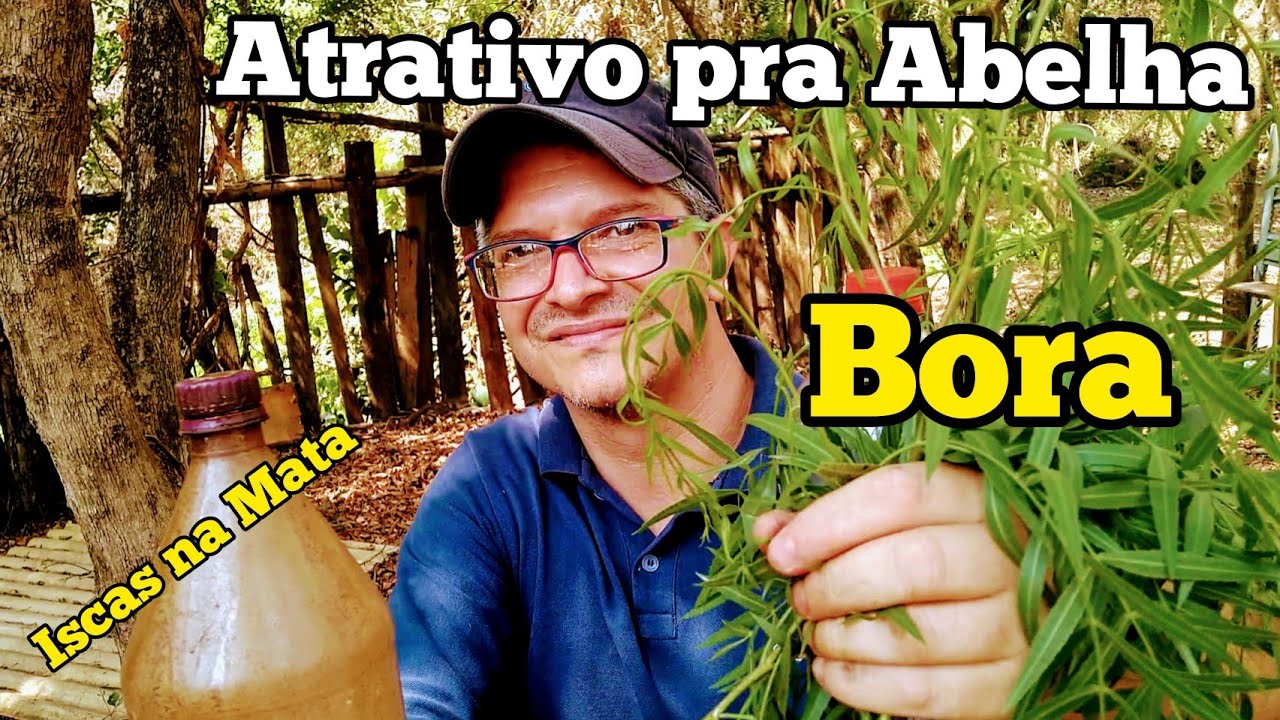 COMO CAPTURAR ABELHA BORÁ....