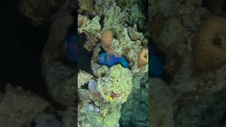 Night dive @allstarliveaboards #egypt #redsea #scubadiving #fyp #divevolk #travel #fish