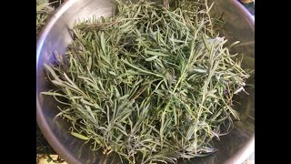 Fresh Cut Lavender - How to Dry, and Make Oil Infusions