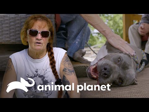 Video: Perro Anteriormente Demacrado Prospera Con Una Nueva Y Amorosa Familia