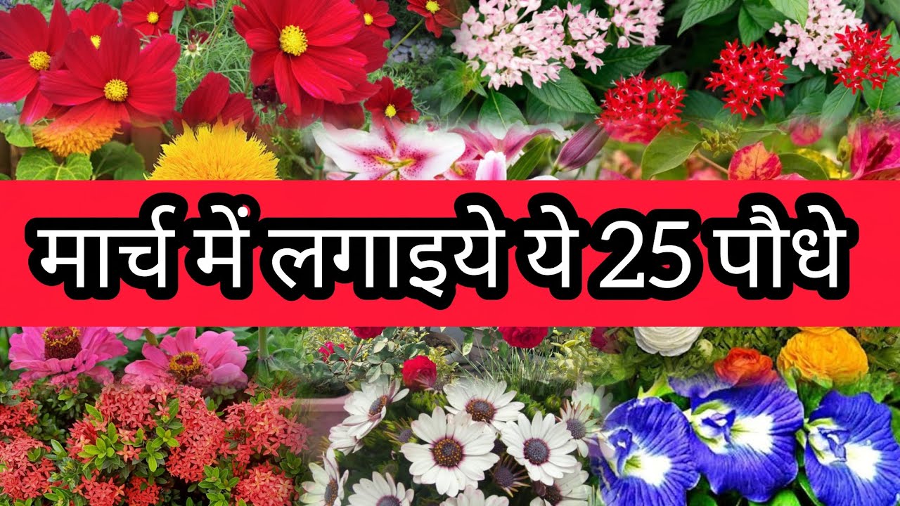 मार्च में लगेंगे ये 25 पौधे || March - October Plants|| Detailed information#gardening#viralvideo#fy