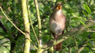 Nightingale song and photo Nightingale song and photo