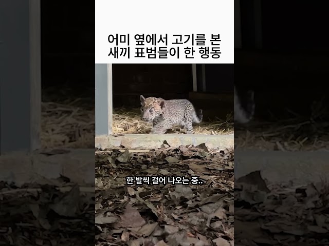 어미 표범 옆에서 매달린 고기를 본 새끼들이 한 행동 ????