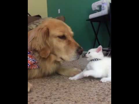 Kitten wants to play, dog wants to nap !