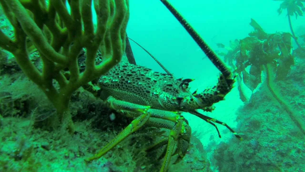 Diving for Crayfish at Great Barrier Island New Zealand YouTube