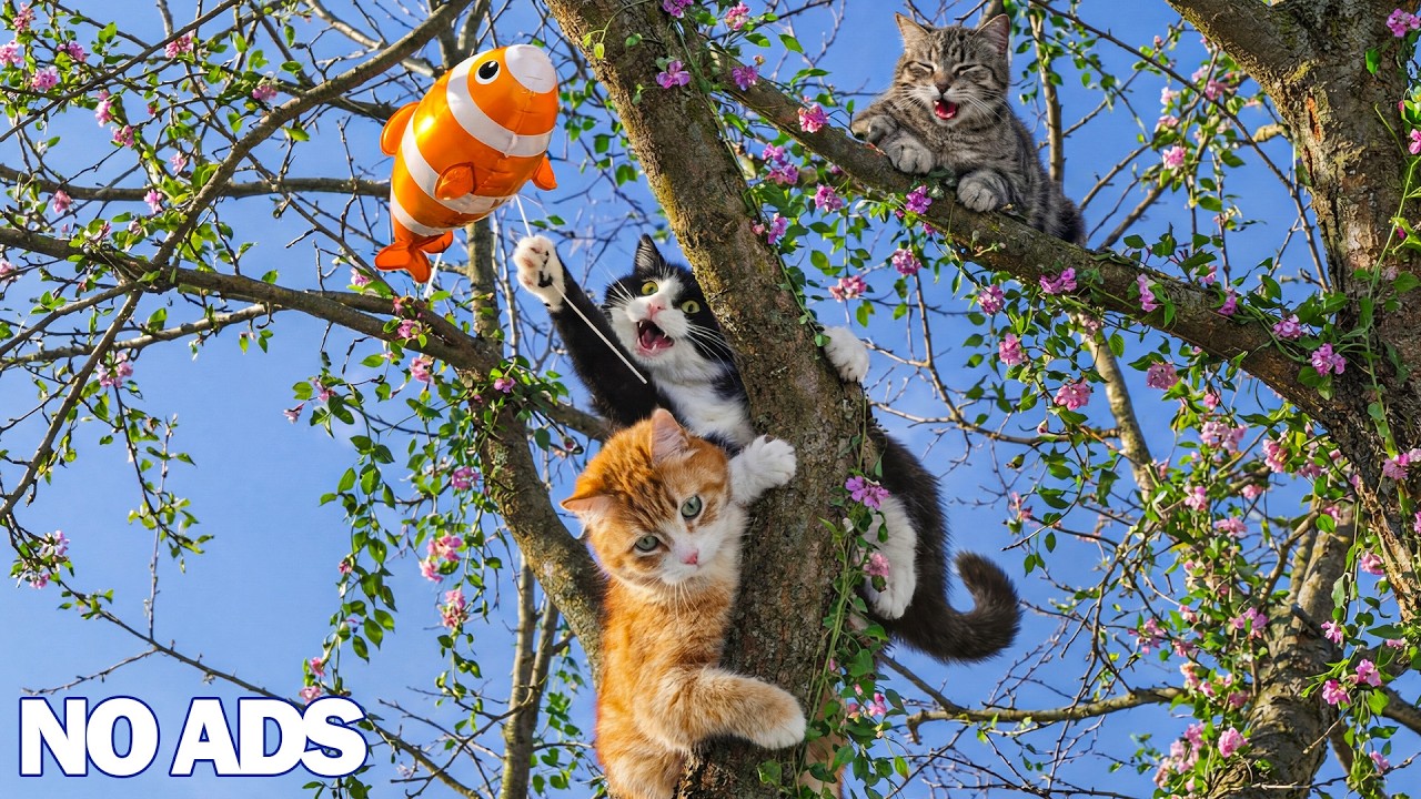 Curated visual reference: Picture Idea: 12 Hours Of Calming Music For Cats Relaxing Music For