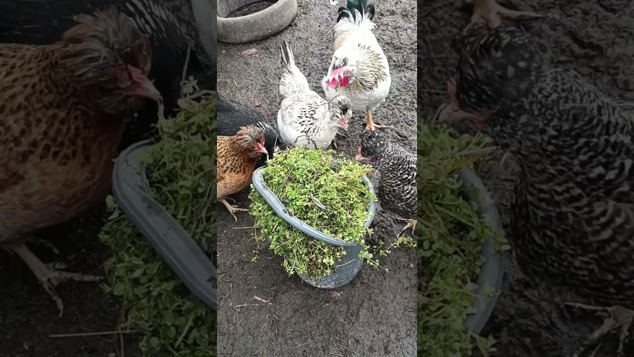 Первая зелень для Кур! Дрожживая вода!