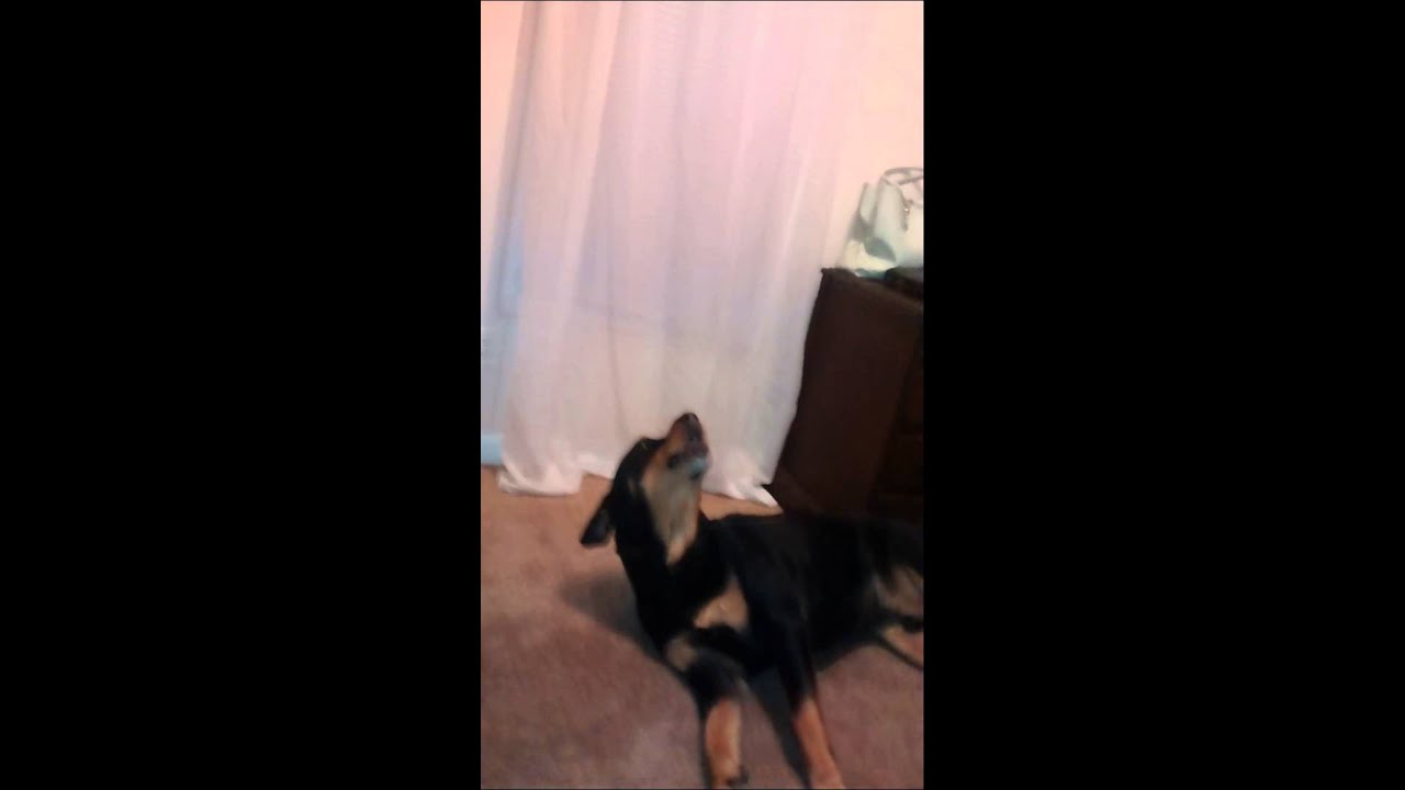 Arab virgin of jingle bells Merry Christmas - YouTube