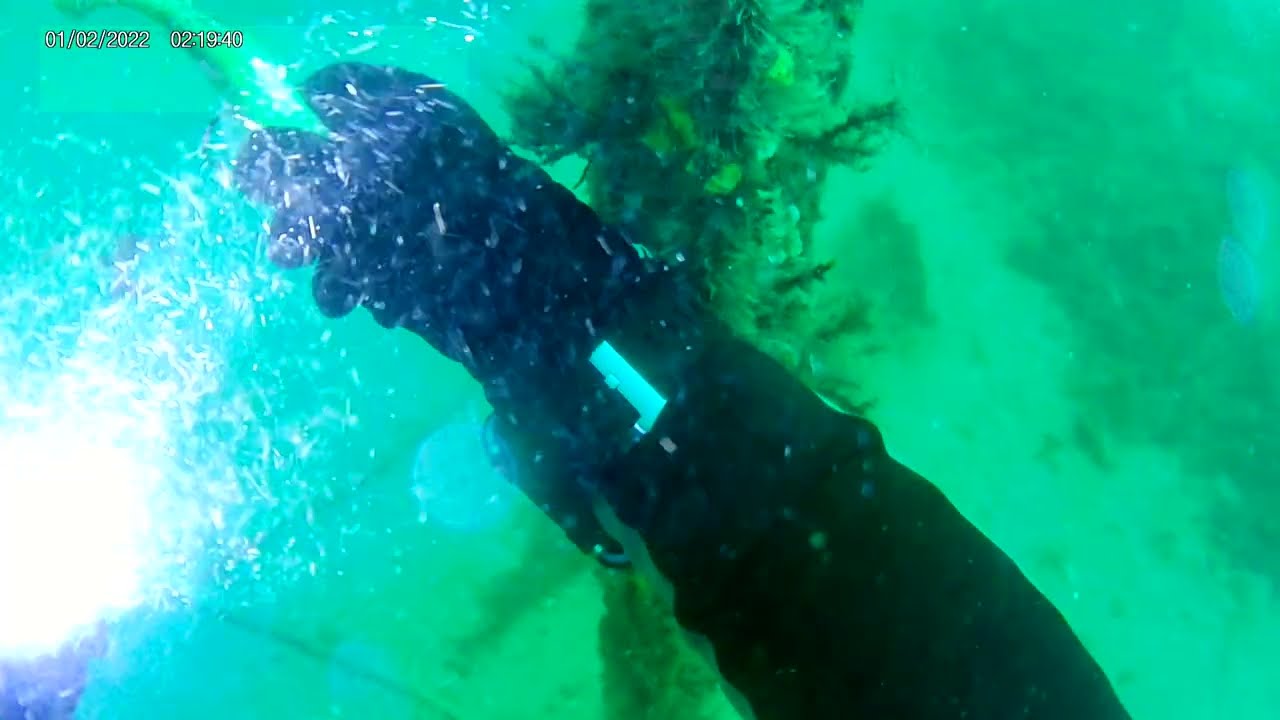 1st dive at the Charleston 60 @wolfdss 