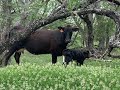 Small Acreage Shredding/Bushhogging