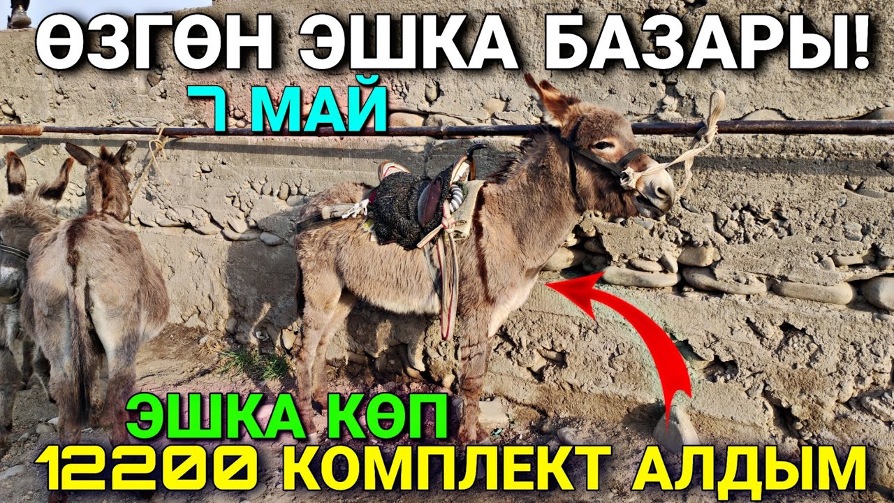 ЭШЕКТЕР ХИТ БОЛГОН ЗАМАН 😀 #байтв