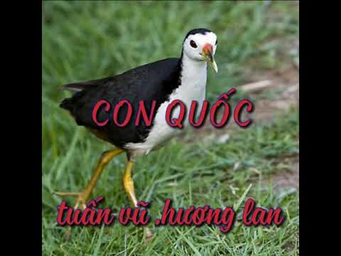 Con Quốc Việt Nam Tuấn Vũ Hương Lan