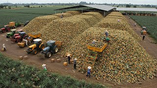 The Largest Pineapple Farm In The World Sweet Money