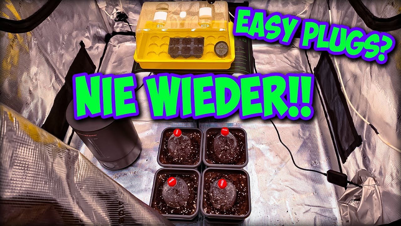 😑Neuer Keimversuch, neue Sorte, und neue Erkenntnisse