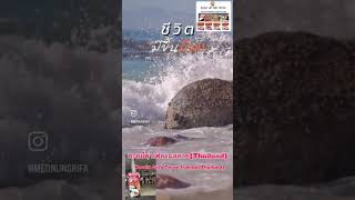 #แฟรนไชส์ #food #บะหมี่ค่าเฟ่สามสหาย #แฟรนไชส์น่าลงทุน #แฟรนไชส์ #shortvideo #shorts #youtube #แฟรนไชส์ #food #บะหมี่ค่าเฟ่สามสหาย #แฟรนไชส์น่าลงทุน #แฟรนไชส์ #shortvideo #shorts #youtube