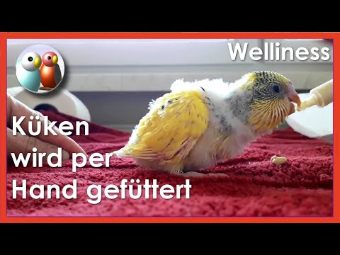 Video: Wie Man Wellensittichküken Füttert