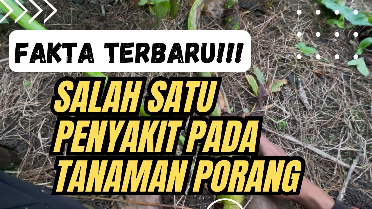WASPADA!! Inilah hama utama tanaman porang