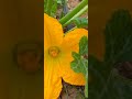 #ازرع_حديقة #زراعت #ytshorts #نباتي #gardening #garden #vegetables #nature #plants #flowers #agricu