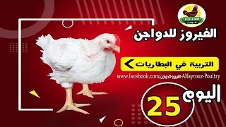 التربية في البطاريات شهر حداشر ( اليوم الخاس والعشرون )