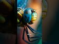 Flight of Precision – The Amazing Dragonfly in Motion
