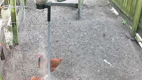 POLLOFEED Bitcoin Lightning Powered Chicken Feeder