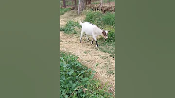 Cute goat! #shortvideo #spring #nature