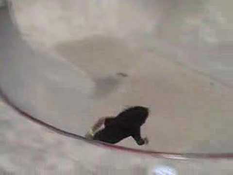 Insanity Skatepark Pat Watcher Bowl (Steve Reeves ...