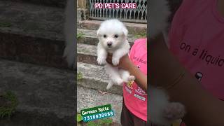 Original German Spitz ||  Quality Puppies || Kolkata West Bengal ||