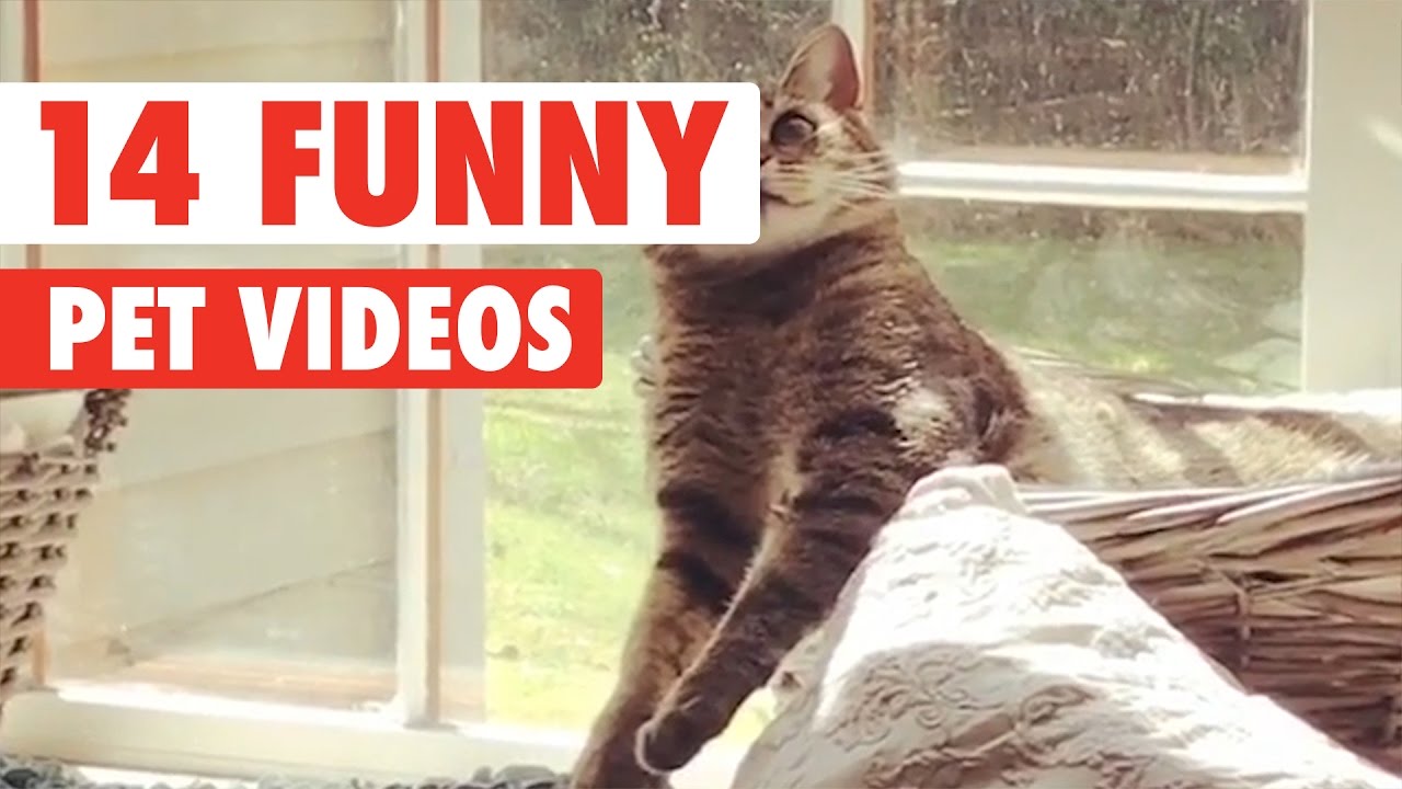 14 Funny Pets | Awesome Pet Video Compilation 2017 | ADEW Pets Centre