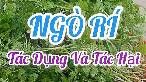 Tác Dụng Và Tác Hại NGÒ RÍ || @thiennhiencanh5295