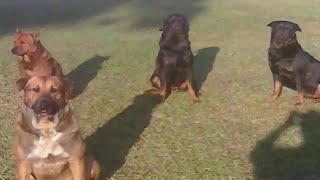 Dogs might be euthanized