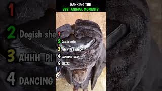 Top 5 Best Animal Moments|SUBSCRIBE FOR MORE| #funny #animals