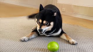 his relentless aggression towards citrus fruits is truly inspiring