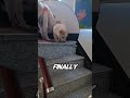 Puppy Learns to Climb Stairs Thanks to Mom 🥺🐶.#animals #shorts