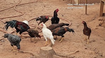 Mus Saib Qaib Thaib 3/1/2024